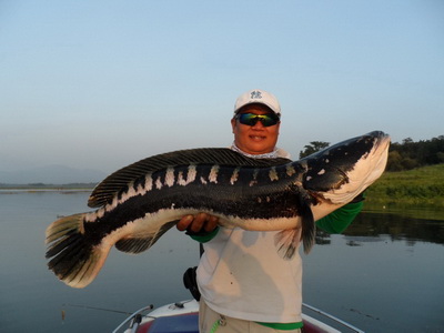 giant snakehead fishing chiang mai