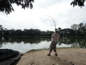 chiang mai fishing mekong giant catfish