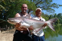 Giant mekong catfish thailand