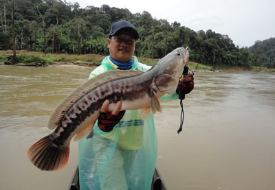 giant snakehead lure fishing in cheow lan