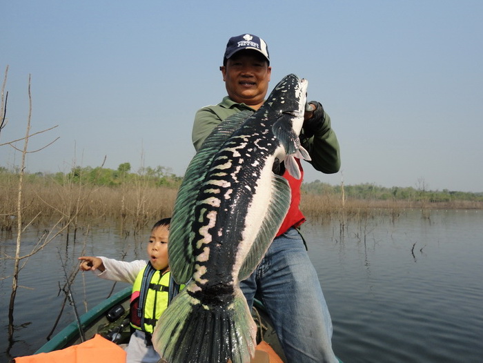 Giant snakehead chiang mai northern Thailand