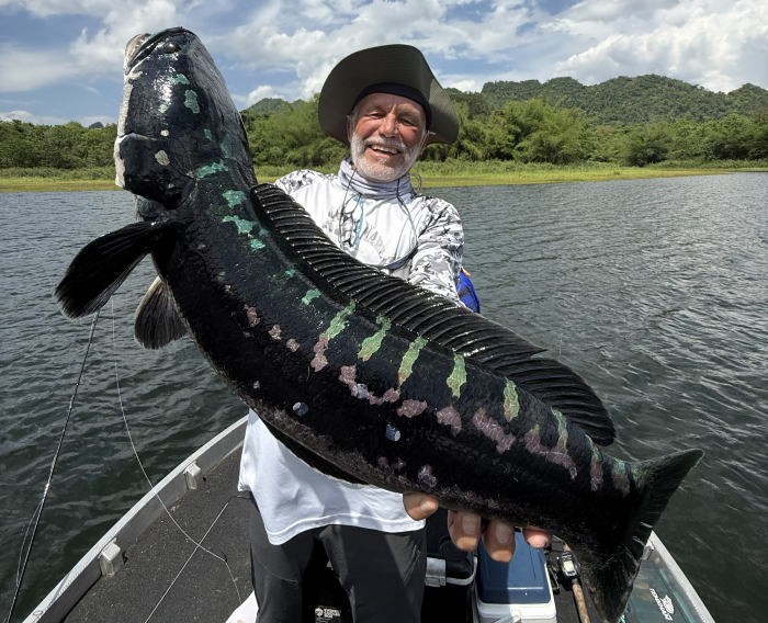 Giant_snakehead