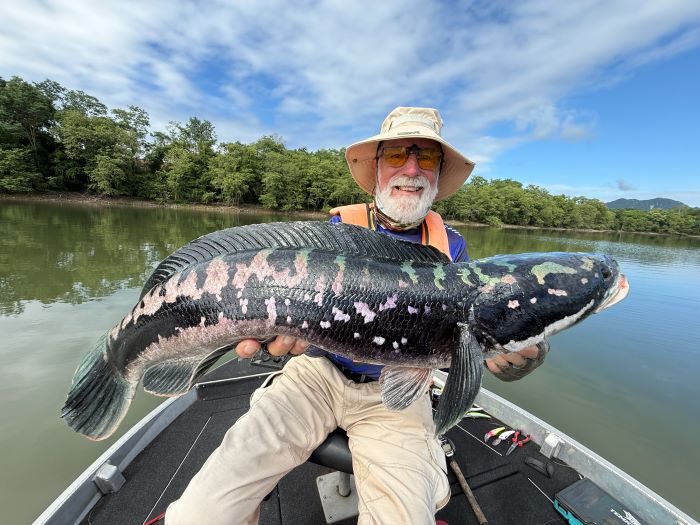 chiangmai_snakehead