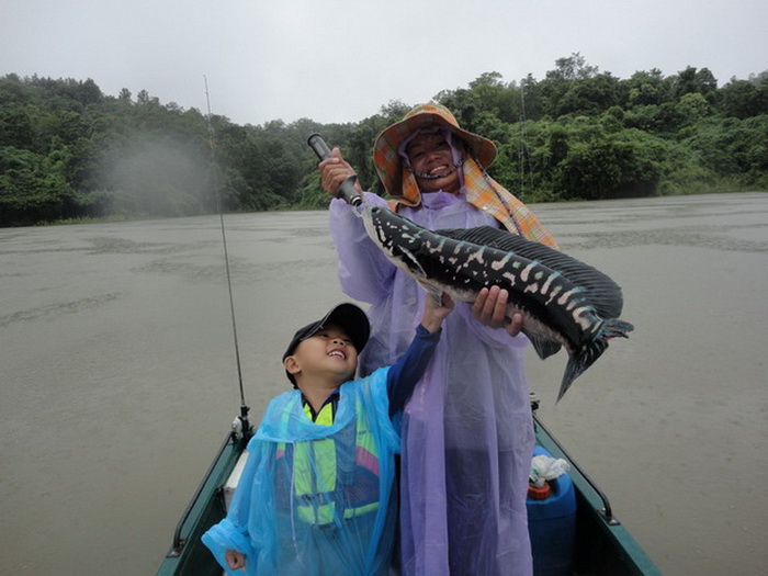Giant snake head fish chiang mai
