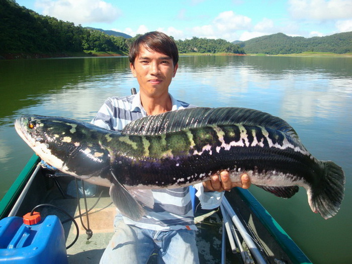 Giant snakehead's mom thailand