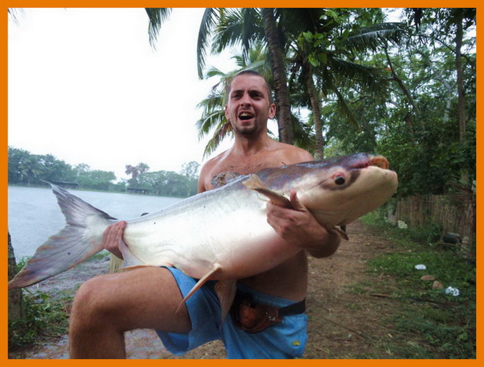 Giant mekong catfish chiangmai thailand