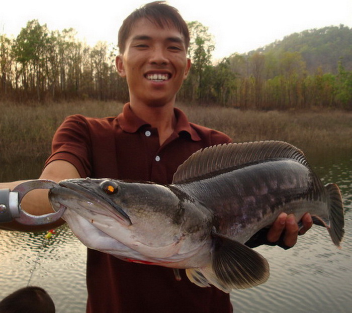 giant snakehead lure fishing trip in Mae ngat lake chiang mai