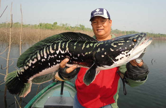 Giant snakehead thailand