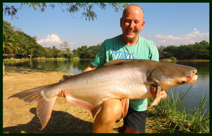 Mekong giant catfish thailand