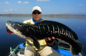 giant snakehead thailand