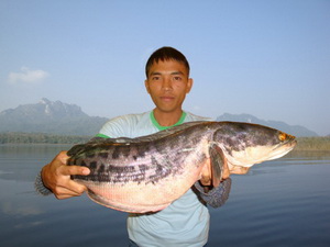 fishing chiang mai snakehead lure 
