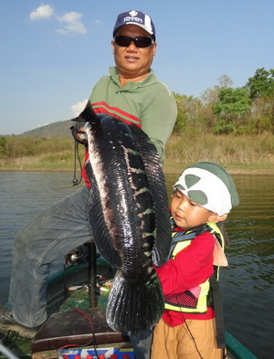 giant snakehead fishing chiang mai
