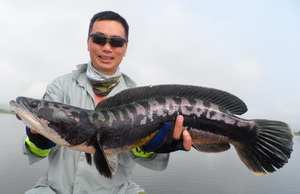 wild giant snakehead fishing thailand