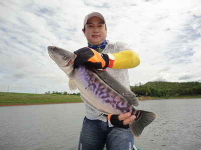 snakehead lure fishing Phayao