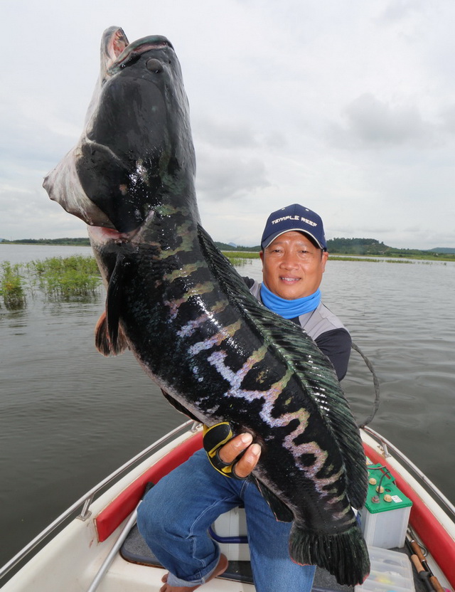 wild toman fishing thailand