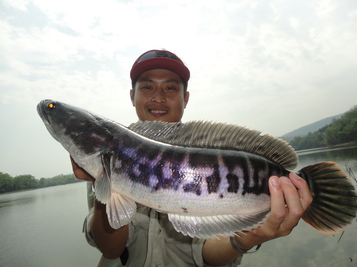 paired snakehead
