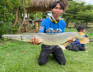 alligator